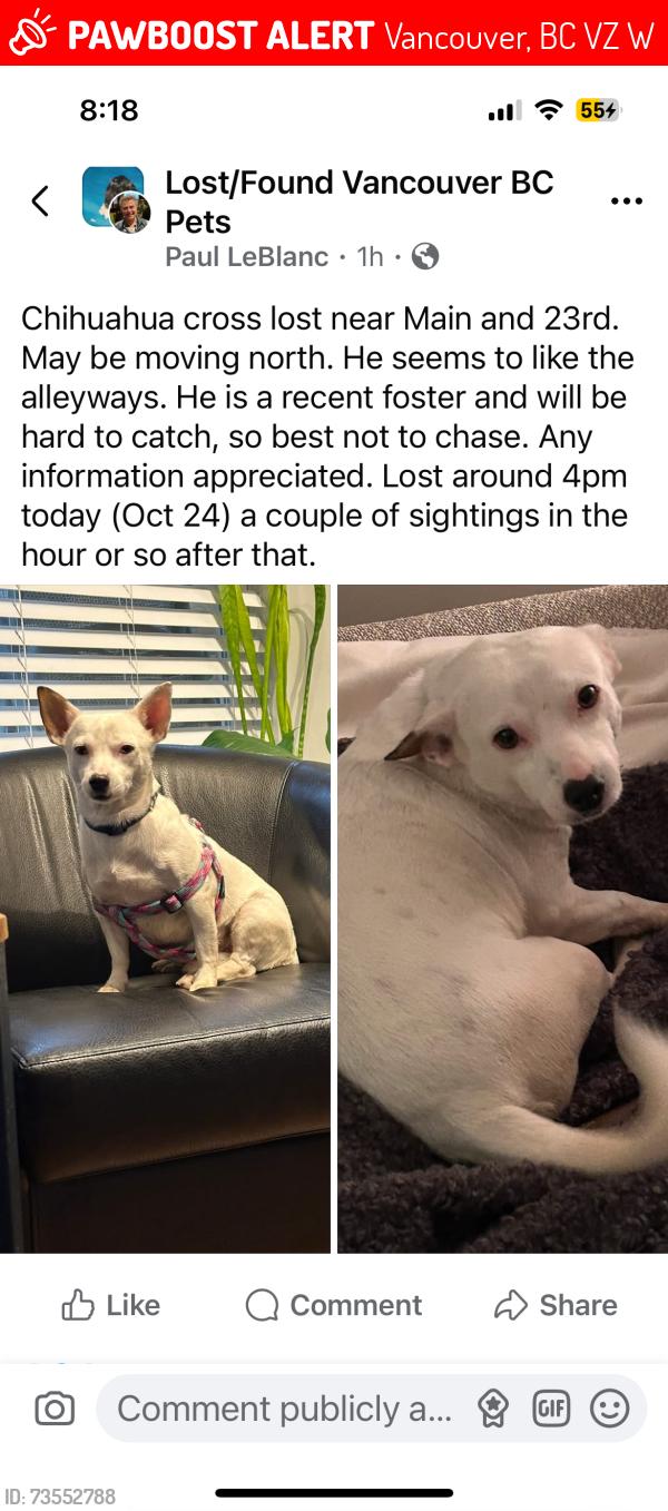 Lost Male Dog last seen 16th & Cambie - outside Shoppers Drug Mart, Vancouver, BC V5Z 2W3