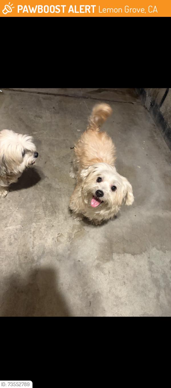 Found/Stray Unknown Dog last seen San Miguel and Massachusetts, Lemon Grove, CA 91946