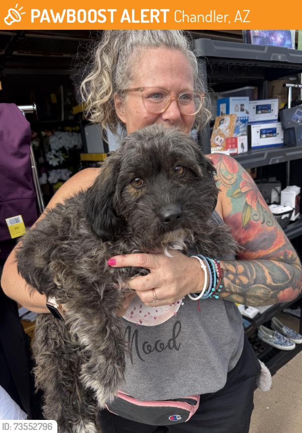 Found/Stray Female Dog last seen Alma school and ray, Chandler, AZ 85225
