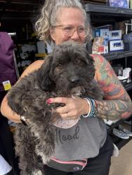 Found/Stray Female Dog last seen Alma school and ray, Chandler, AZ 85225