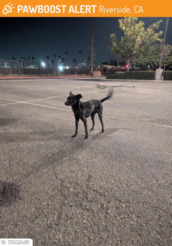 Found/Stray Male Dog last seen Merrill and De Anza in the Staples parking lot, Riverside, CA 92504