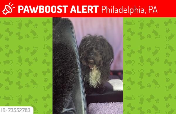 Lost Male Dog last seen Allegheny Ave & Howard St, Philadelphia, PA 19140
