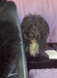 Lost Male Dog last seen Allegheny Ave & Howard St, Philadelphia, PA 19140