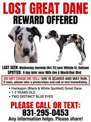 Lost Female Dog last seen 98th and McArthur, Oakland, CA 94605