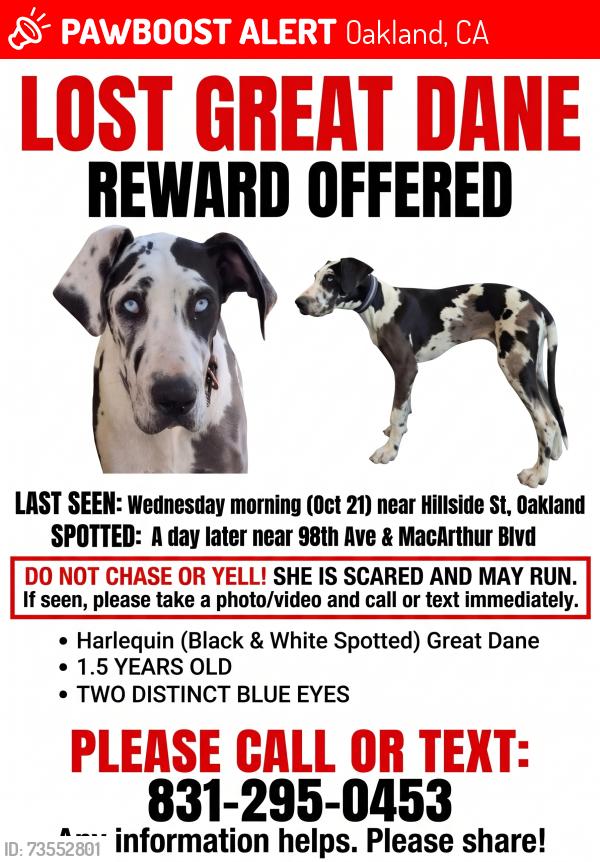 Lost Female Dog last seen 98th and McArthur, Oakland, CA 94605