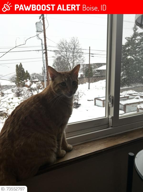 Lost Male Cat last seen Kernel and Keeneland apts. south of Gabrielle on wildwood, Boise, ID 83713