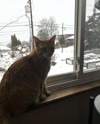 Lost Male Cat last seen Kernel and Keeneland apts. south of Gabrielle on wildwood, Boise, ID 83713