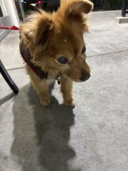 Found/Stray Male Dog last seen Close to Northgate, La Habra, CA 90631