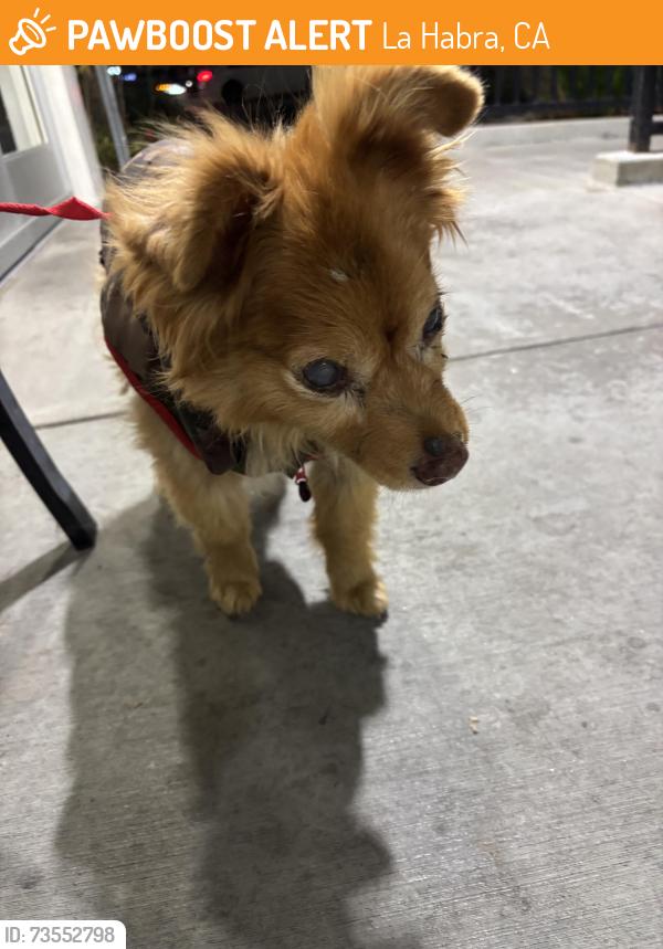 Found/Stray Male Dog last seen Close to Northgate, La Habra, CA 90631