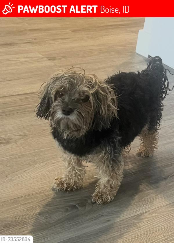 Lost Female Dog last seen Warm springs golf course, Boise, ID 83712