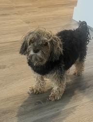 Lost Female Dog last seen Warm springs golf course, Boise, ID 83712