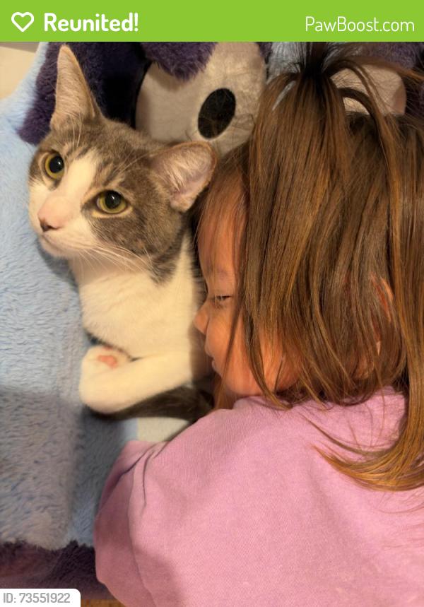 Reunited Male Cat last seen 18th and Orange, Huntington Beach, CA 92648