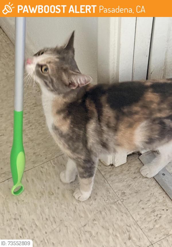 Found/Stray Female Cat last seen S Chester Ave and Green st, Pasadena, CA 91106