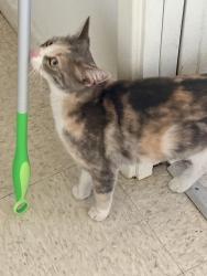 Found/Stray Female Cat last seen S Chester Ave and Green st, Pasadena, CA 91106