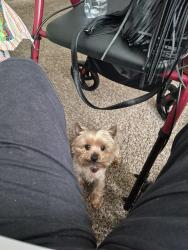 Lost Male Dog last seen Near NE43RD ter, Kansas City, MO 64117