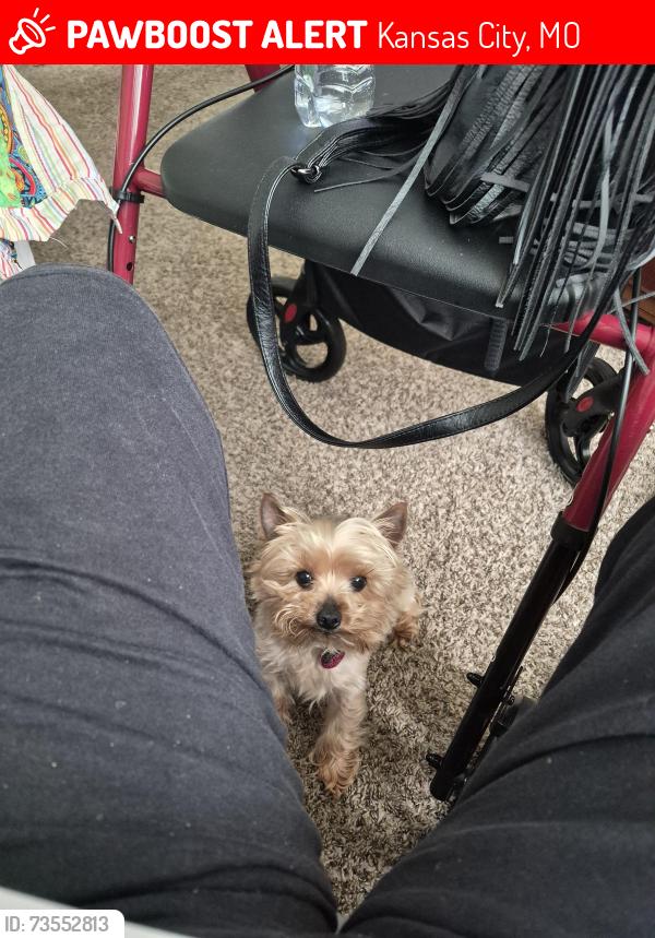 Lost Male Dog last seen Near NE43RD ter, Kansas City, MO 64117