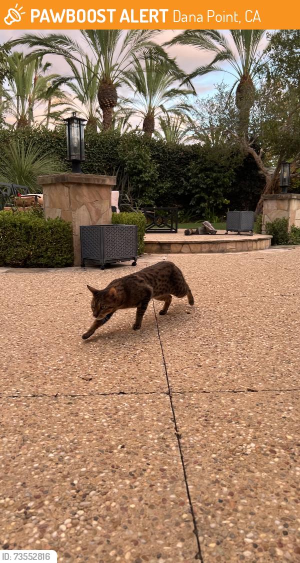Found/Stray Unknown Cat last seen Waldorf Hotel, Dana Point, CA 92629