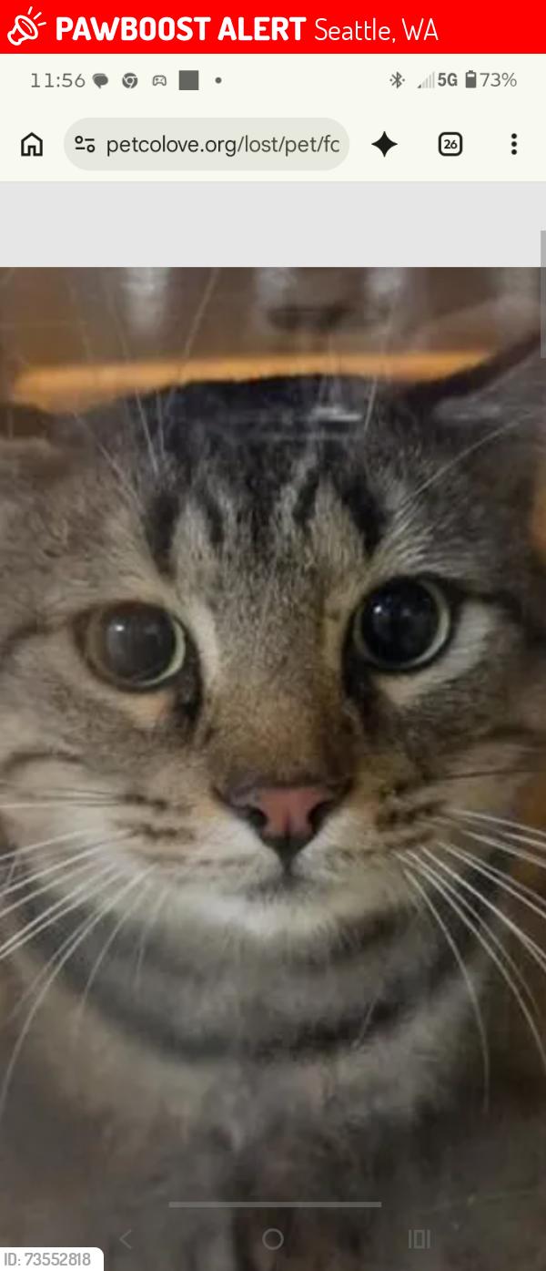 Lost Male Cat last seen Chinatown Seattle wa, Seattle, WA 98104