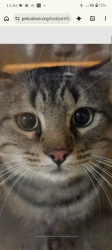 Lost Male Cat last seen Chinatown Seattle wa, Seattle, WA 98104