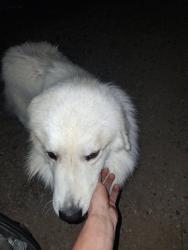 Found/Stray Unknown Dog last seen near Highway 30, Robertsville, MO, State Rte 30, MO 63049