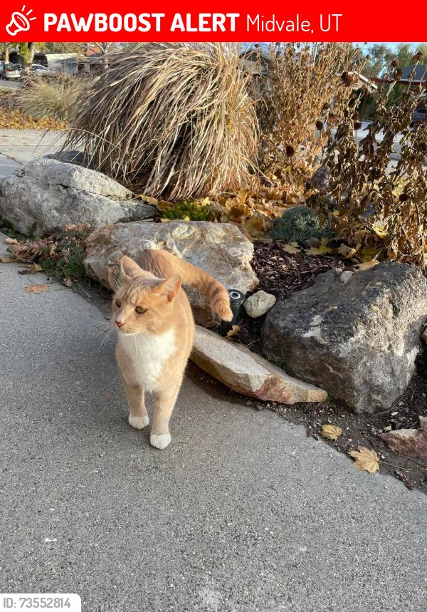 Lost Male Cat last seen Near South state Street, Midvale, UT 84047