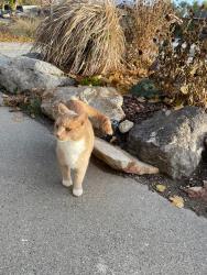 Lost Male Cat last seen Near South state Street, Midvale, UT 84047