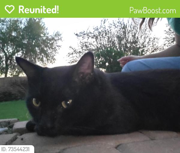 Reunited Male Cat last seen Cooper and Cloud, Maricopa County, AZ 85249