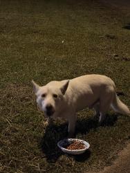 Found/Stray Male Dog last seen Near lake forest boulevard, Houston, TX 77078
