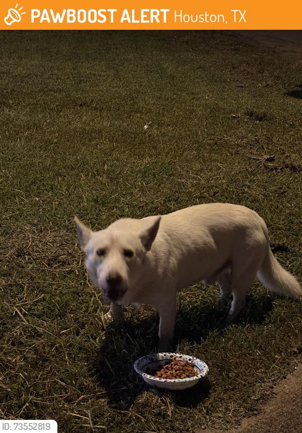 Found/Stray Male Dog last seen Near lake forest boulevard, Houston, TX 77078