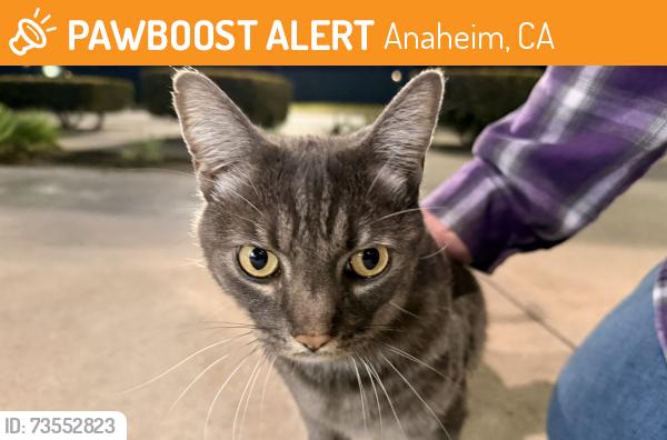 Found/Stray Unknown Cat last seen Offstage by grv, Anaheim, CA 92806