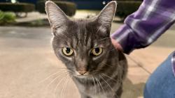 Found/Stray Unknown Cat last seen Offstage by grv, Anaheim, CA 92806