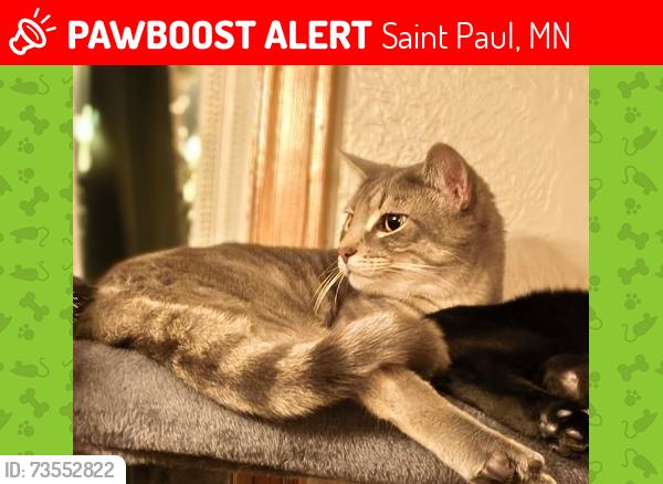 Lost Male Cat last seen Near hamline and Idaho Ave w, Saint Paul, MN 55108