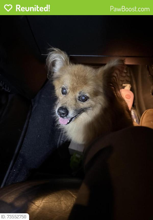 Reunited Unknown Dog last seen West church st Angier, Angier, NC 27501