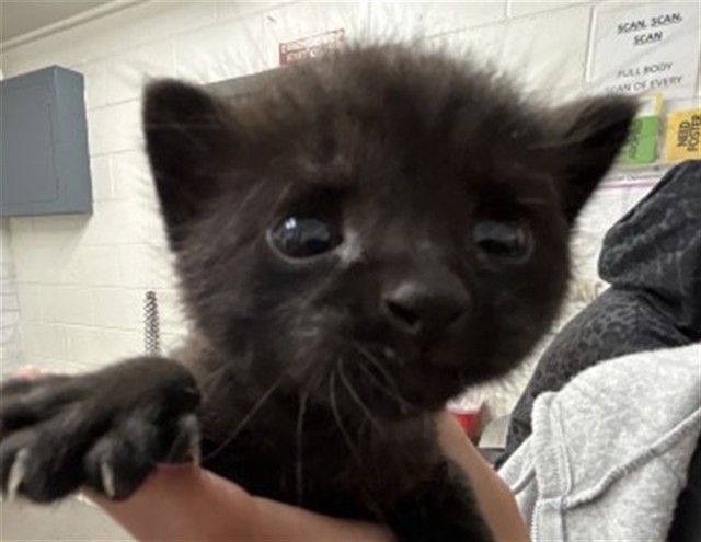 Shelter Stray Male Cat last seen Near BLOCK S DINERS CT, 333 Chandler Pl, San Bernardino, CA 92408, USA
