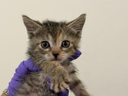 Shelter Stray Female Cat last seen Near BLOCK S BAYSHORE DR, 3599 NW 79th Ave, Doral, FL 33122, USA