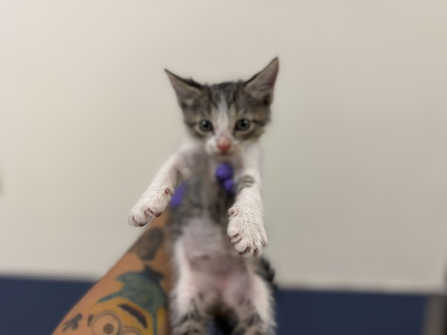 Shelter Stray Female Cat last seen Near BLOCK S BAYSHORE DR, 3599 NW 79th Ave, Doral, FL 33122, USA