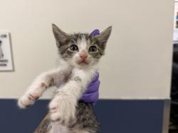 Shelter Stray Female Cat last seen Near BLOCK S BAYSHORE DR, 3599 NW 79th Ave, Doral, FL 33122, USA