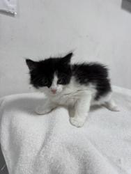 Shelter Stray Female Cat last seen , West Valley Animal Shelter, 20655 Plummer St, Chatsworth, CA 91311, USA