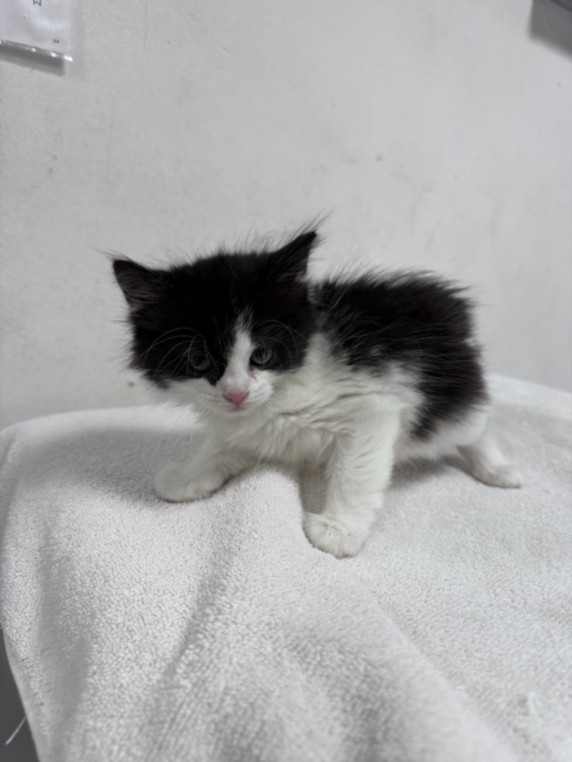 Shelter Stray Female Cat last seen , West Valley Animal Shelter, 20655 Plummer St, Chatsworth, CA 91311, USA