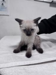Shelter Stray Female Cat last seen , West Valley Animal Shelter, 20655 Plummer St, Chatsworth, CA 91311, USA