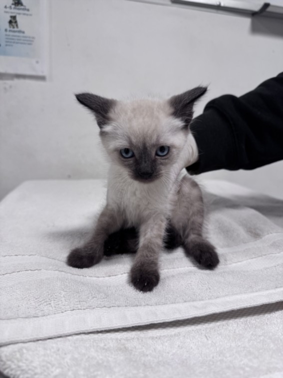 Shelter Stray Female Cat last seen , West Valley Animal Shelter, 20655 Plummer St, Chatsworth, CA 91311, USA