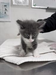 Shelter Stray Female Cat last seen , West Valley Animal Shelter, 20655 Plummer St, Chatsworth, CA 91311, USA