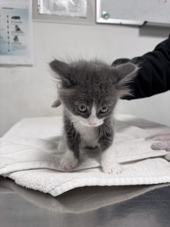 Shelter Stray Female Cat last seen , West Valley Animal Shelter, 20655 Plummer St, Chatsworth, CA 91311, USA