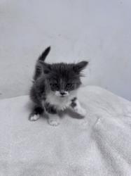 Shelter Stray Female Cat last seen , West Valley Animal Shelter, 20655 Plummer St, Chatsworth, CA 91311, USA