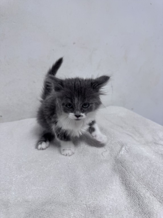 Shelter Stray Female Cat last seen , West Valley Animal Shelter, 20655 Plummer St, Chatsworth, CA 91311, USA