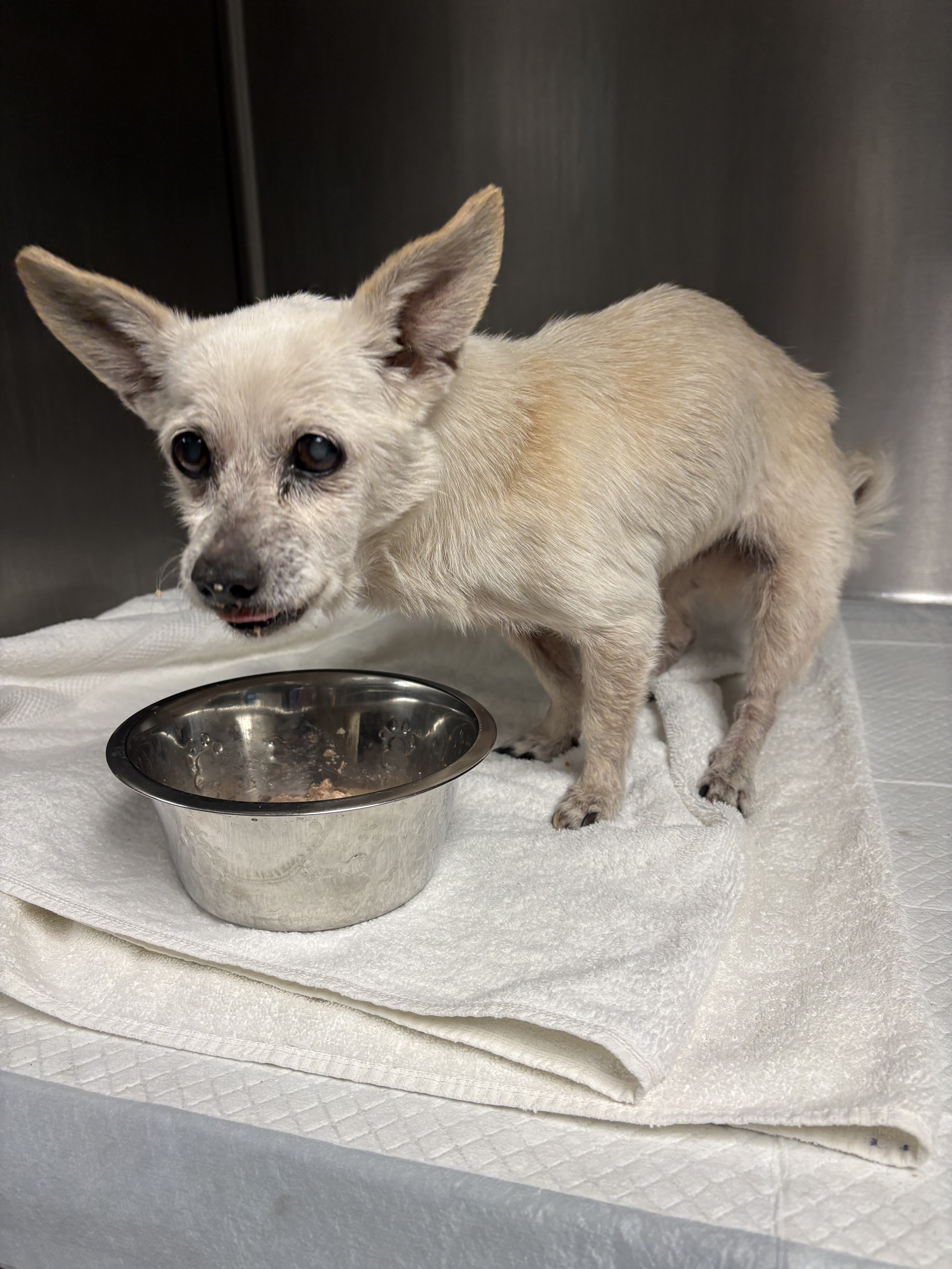 Shelter Stray Unknown Dog last seen , West Valley Animal Shelter, 20655 Plummer St, Chatsworth, CA 91311, USA