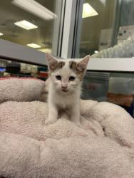Shelter Stray Female Cat last seen Near BLOCK E 7TH ST, SAN JACINTO CA 92583, 581 S Grand Ave, San Jacinto, CA 92582, USA