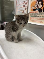 Shelter Stray Male Cat last seen Near BLOCK E 7TH ST, SAN JACINTO CA 92583, 581 S Grand Ave, San Jacinto, CA 92582, USA