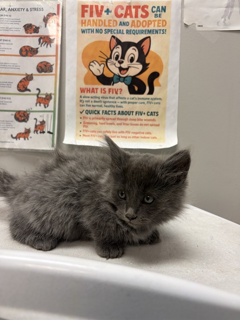 Shelter Stray Male Cat last seen Near BLOCK E 7TH ST, SAN JACINTO CA 92583, 581 S Grand Ave, San Jacinto, CA 92582, USA