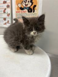 Shelter Stray Female Cat last seen Near BLOCK E 7TH ST, SAN JACINTO CA 92583, 581 S Grand Ave, San Jacinto, CA 92582, USA